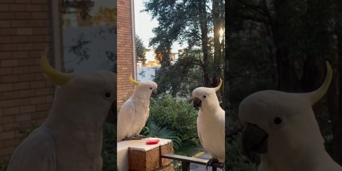 Calm down cockatoos | waiting for food 😂 #cockatoo #birds #sydney #cute #music #shortvideos #love Calm down cockatoos | waiting for food 😂 #cockatoo #birds #sydney #cute #music #shortvideos #love