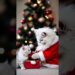 Wish you a merry Xmas and happy new year 2025 #cute #cat #santa #merrychristmas #subscribe #love