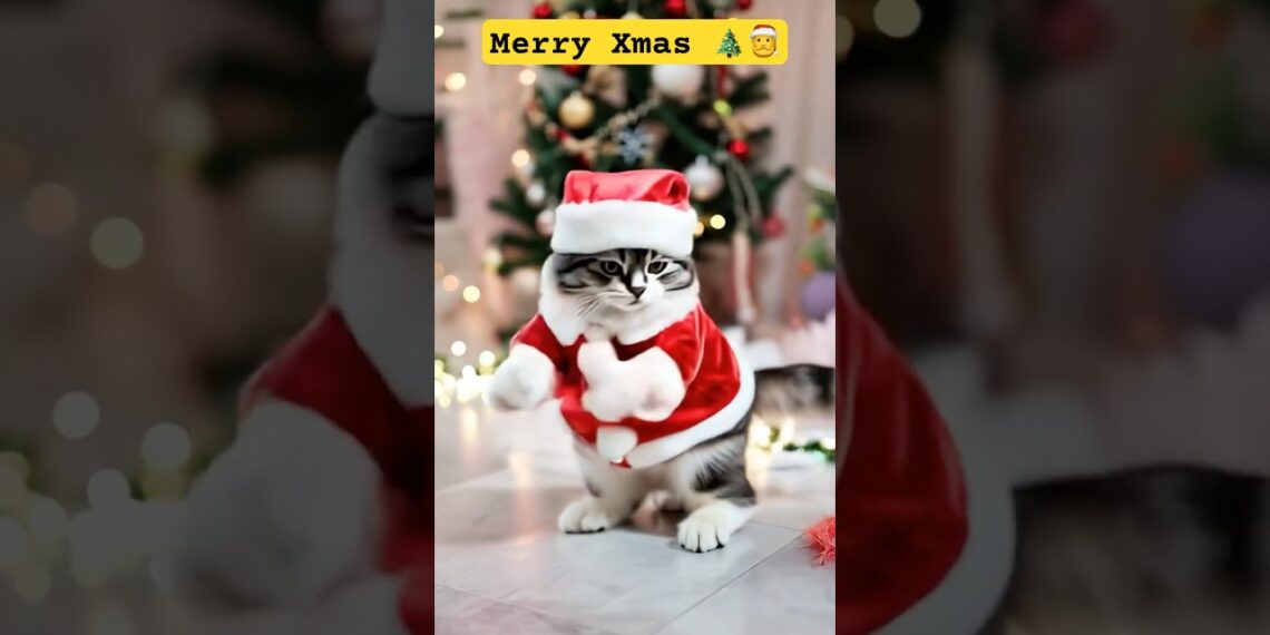 Merry Xmas and happy new year 🎄🎅🧑‍🎄🇦🇺 | cat lovers | cute cat Santa |  #shorts #subscribe #fyp