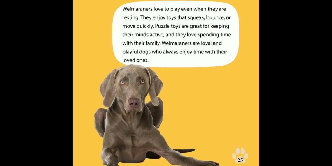 Weimaraners Show Off Fetch Masters: Sporting Dogs Show Off Book Trailer