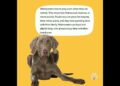Weimaraners Show Off Fetch Masters: Sporting Dogs Show Off Book Trailer