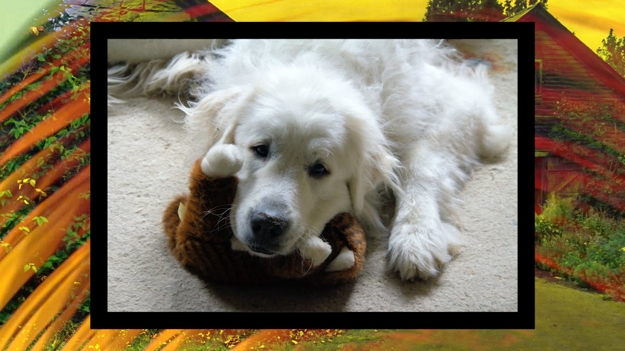 White Fur Flying by Patricia MacLachlan – Book Trailer White Fur Flying by Patricia MacLachlan – Book Trailer